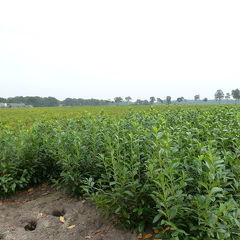 Prunus laur. 'Novita'