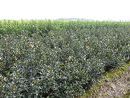 Ilex meservae 'Blue Angel' 1