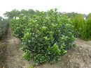 Ilex meservae 'Heckenfee'® 2