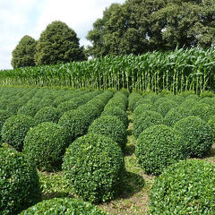 Buxus sempervirens 'Select'