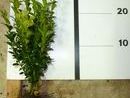 Buxus sempervirens 'Select' 6