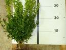 Buxus sempervirens 'Select' 7