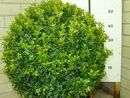 Buxus sempervirens 'Select' 5