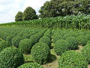 Buxus sempervirens 'Select' 1