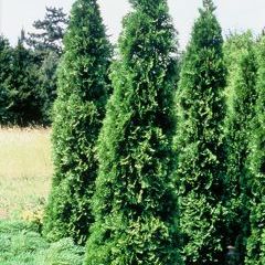 Thuja occ. 'Smaragd' 