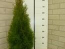 Thuja occ. 'Smaragd'  2