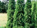 Thuja occ. 'Smaragd'  1