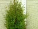 Thuja occidentalis 'Brabant' 3