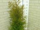 Thuja occidentalis 'Brabant' 4