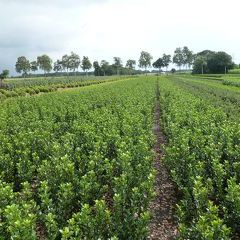 Ilex meservae 'Blue Prince'