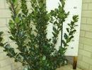 Ilex meservae 'Blue Prince' 5