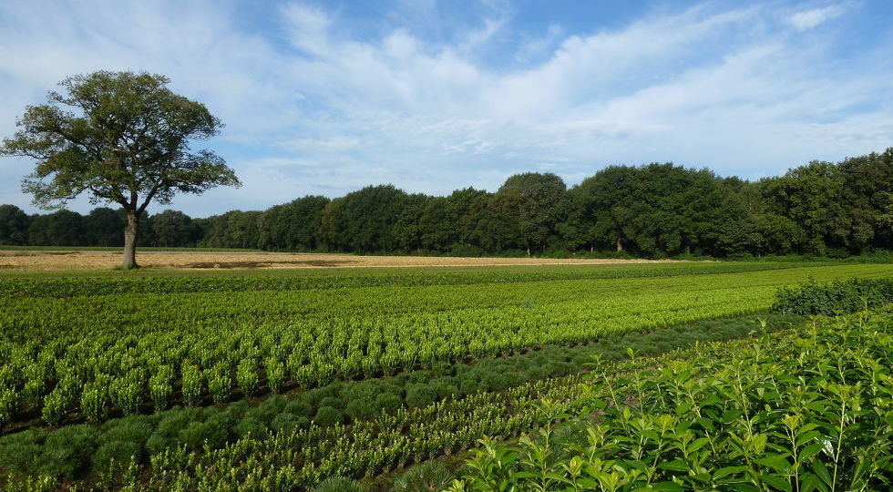 Kies voor groen in uw tuin