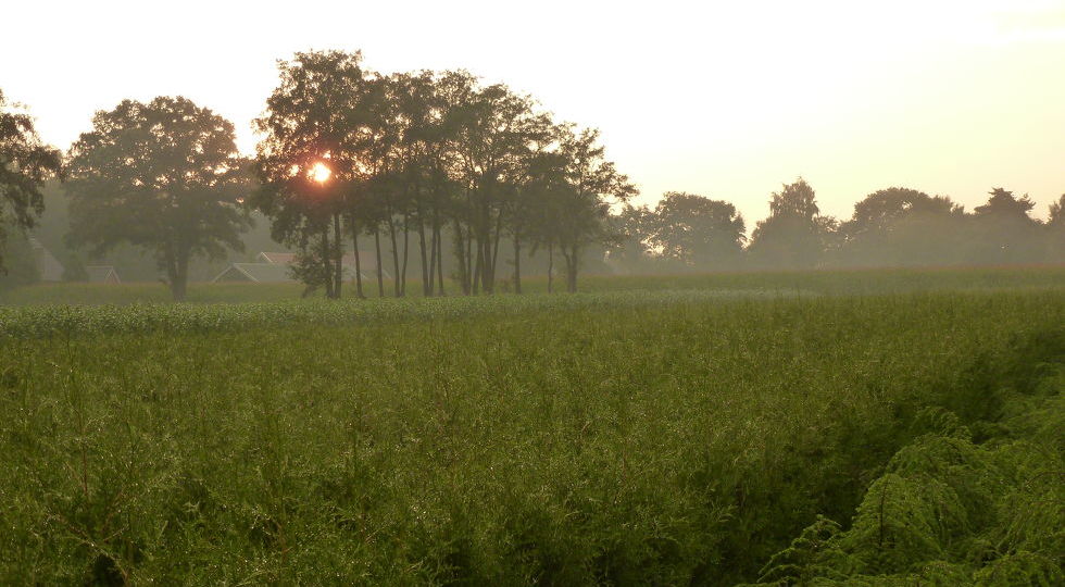 Kies voor groen in uw tuin